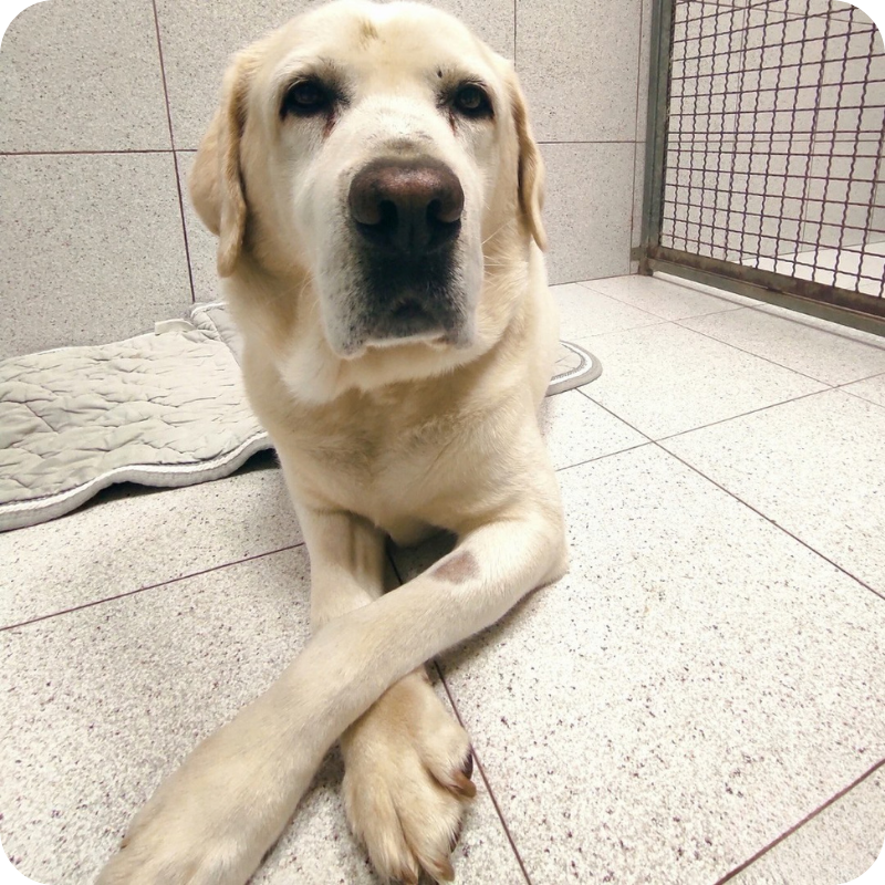 Cane tranquillo all’interno della Clinica Veterinaria Feltrina