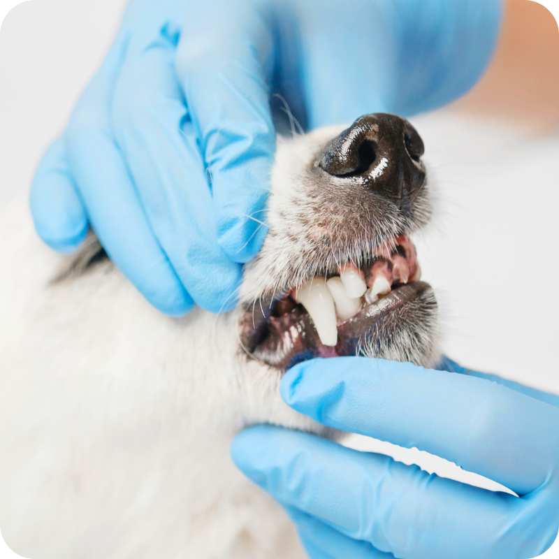 Controllo odontostomatologico del cane durante una visita specialistica veterinaria
