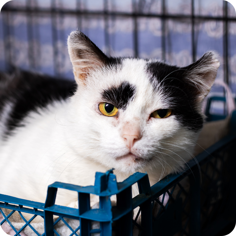 Gatto in attesa di visita veterinaria in un ambiente sicuro e controllato