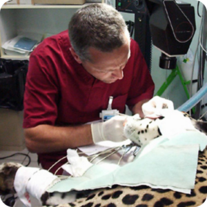 Medico veterinario durante una procedura clinica su un animale presso la Clinica Veterinaria Feltrina