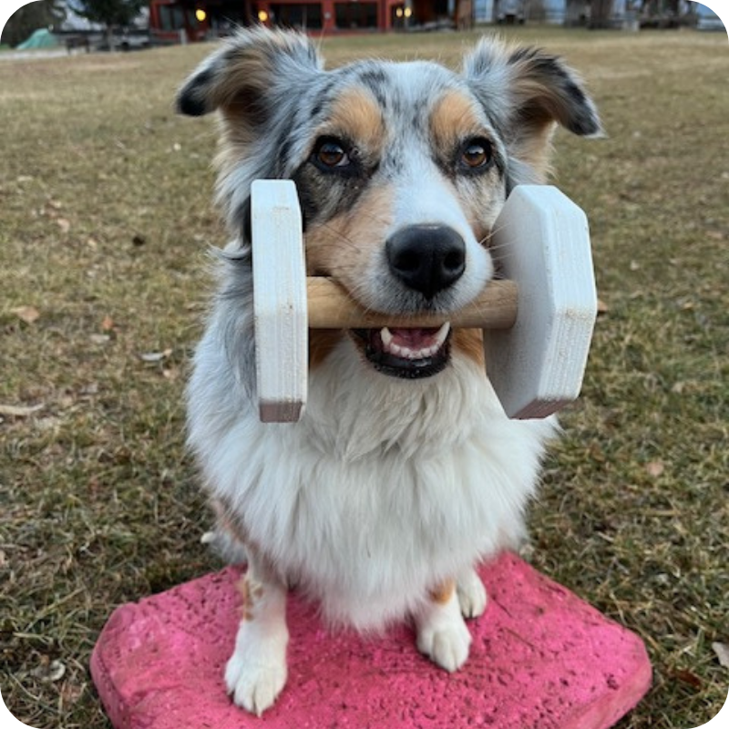 Esercizio di riabilitazione e potenziamento muscolare per cane seguito da centro veterinario di referenza